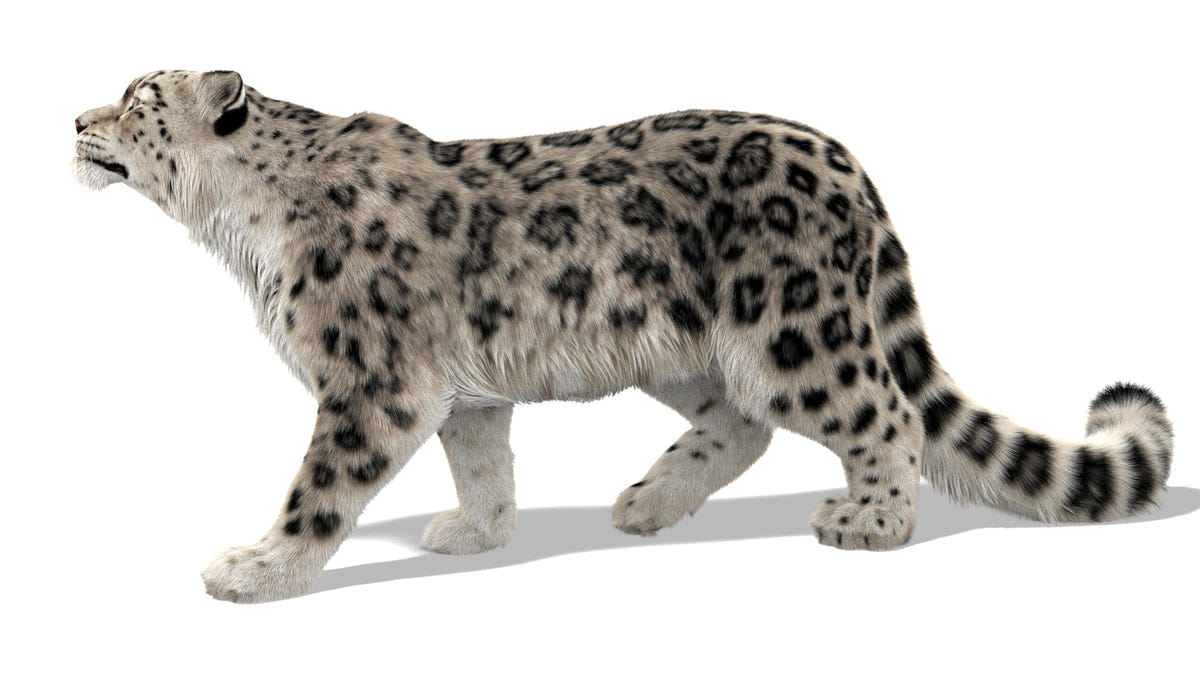 Rigged Snow Leopard 3D Model with Ornatrix Fur