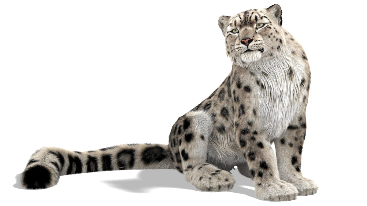 Rigged Snow Leopard 3D Model with Ornatrix Fur