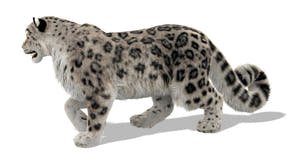Rigged Snow Leopard 3D Model with Ornatrix Fur Thumbnail