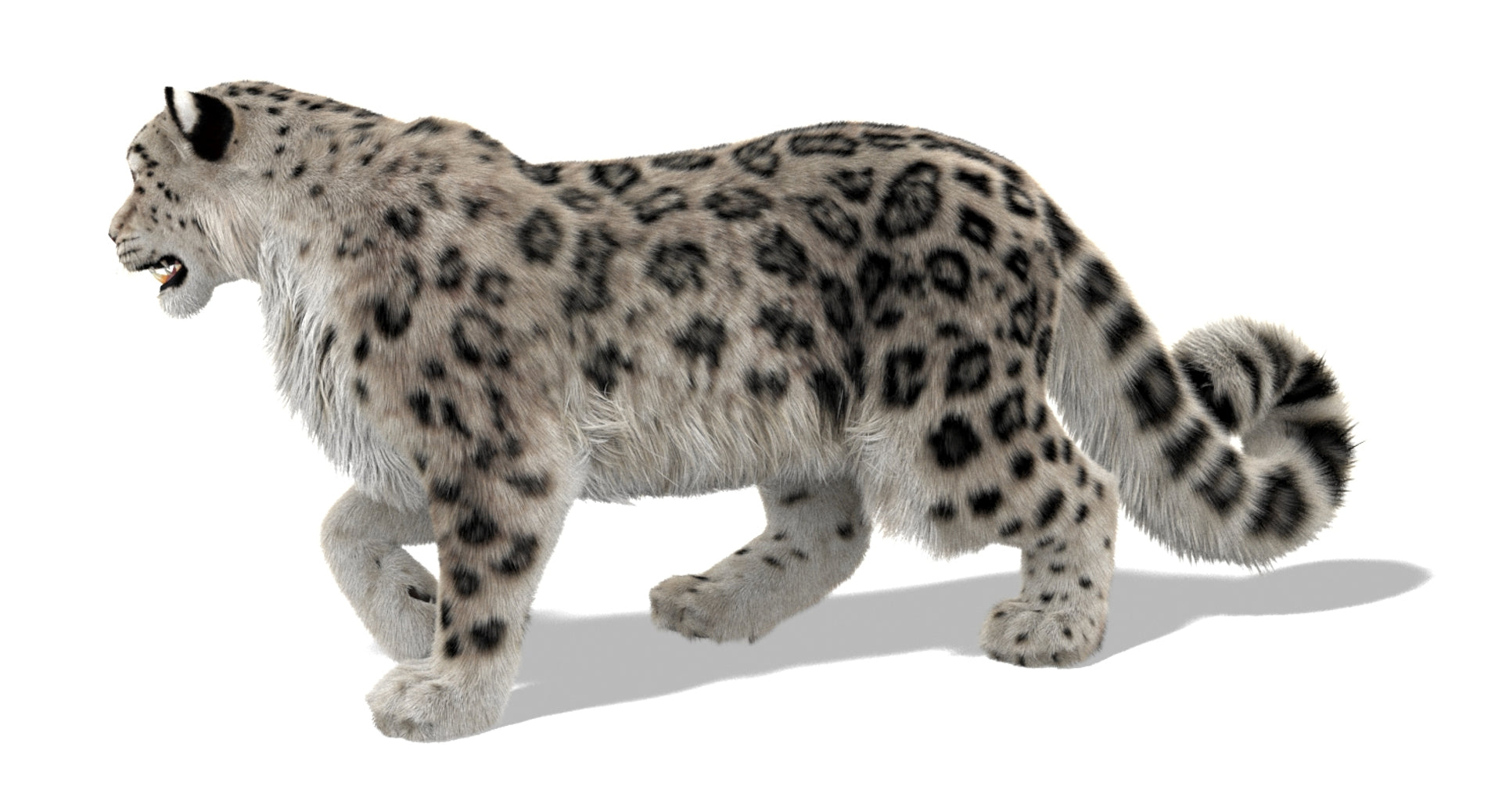 Rigged Snow Leopard 3D Model with Ornatrix Fur