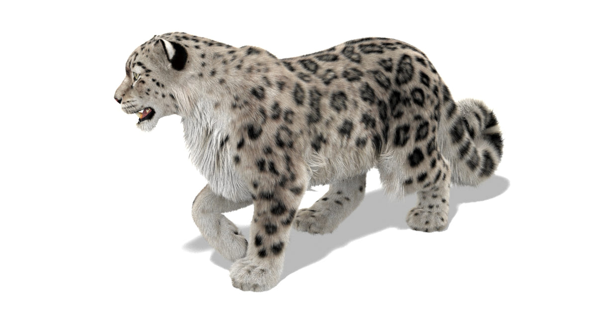 Rigged Snow Leopard 3D Model with Ornatrix Fur