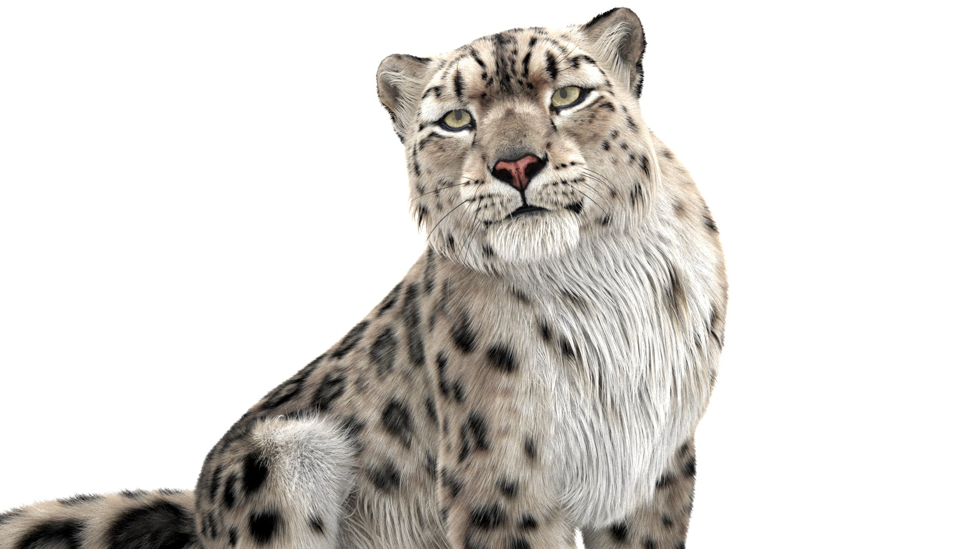 Rigged Snow Leopard 3D Model with Ornatrix Fur - Close up