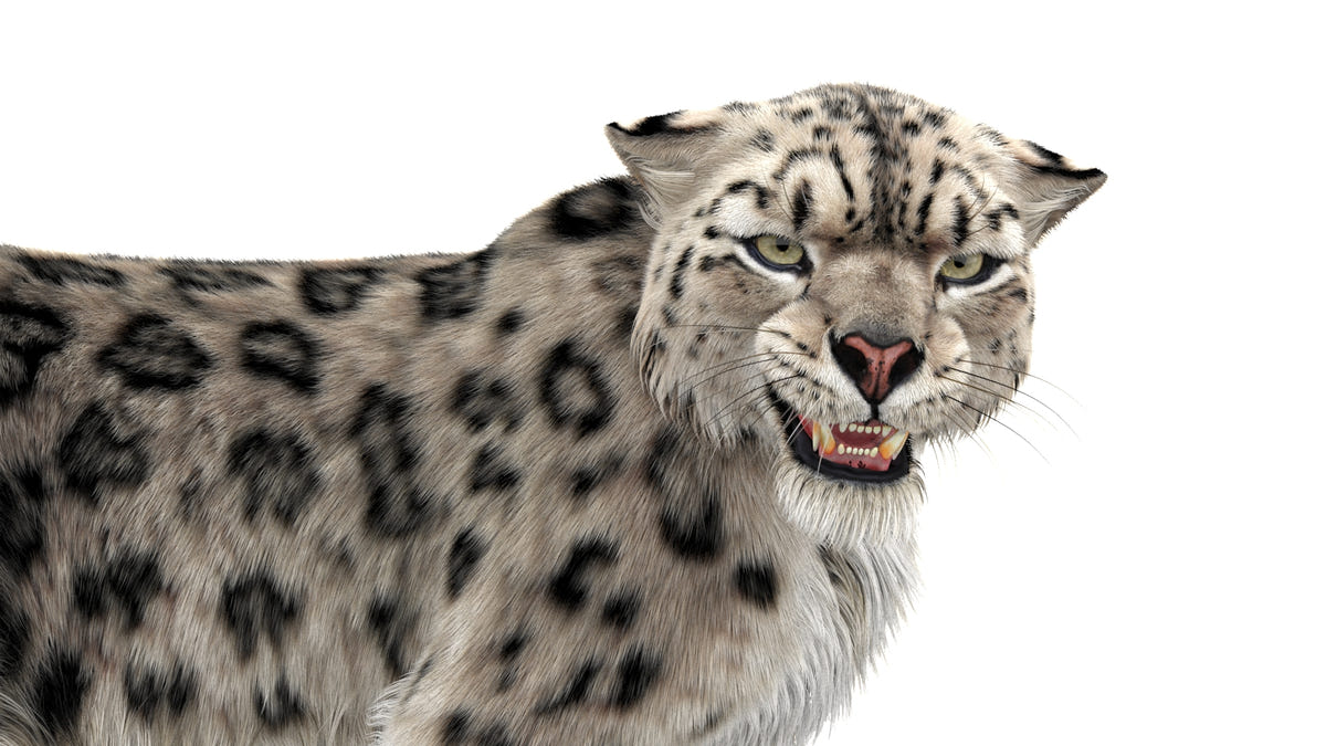 Rigged Snow Leopard 3D Model with Ornatrix Fur - Close up