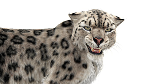 Rigged Snow Leopard 3D Model with Ornatrix Fur - Close up Thumbnail