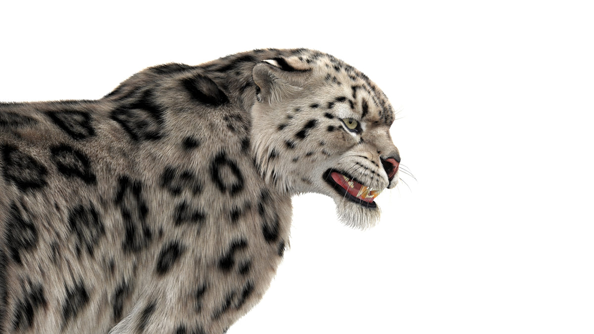 Rigged Snow Leopard 3D Model with Ornatrix Fur - Close up
