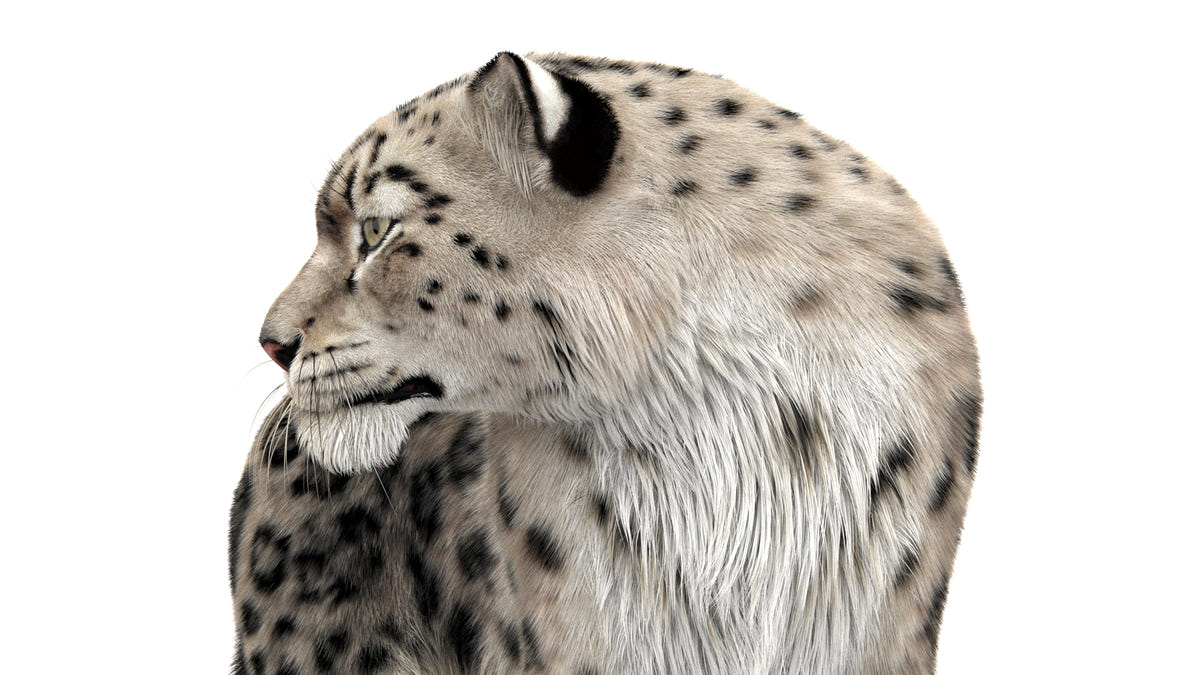 Rigged Snow Leopard 3D Model with Ornatrix Fur - Close up