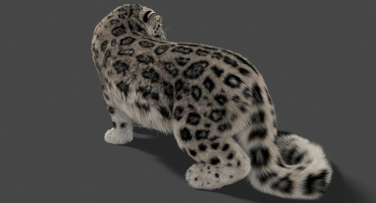 Rigged Snow Leopard 3D Model with Ornatrix Fur for Rendering