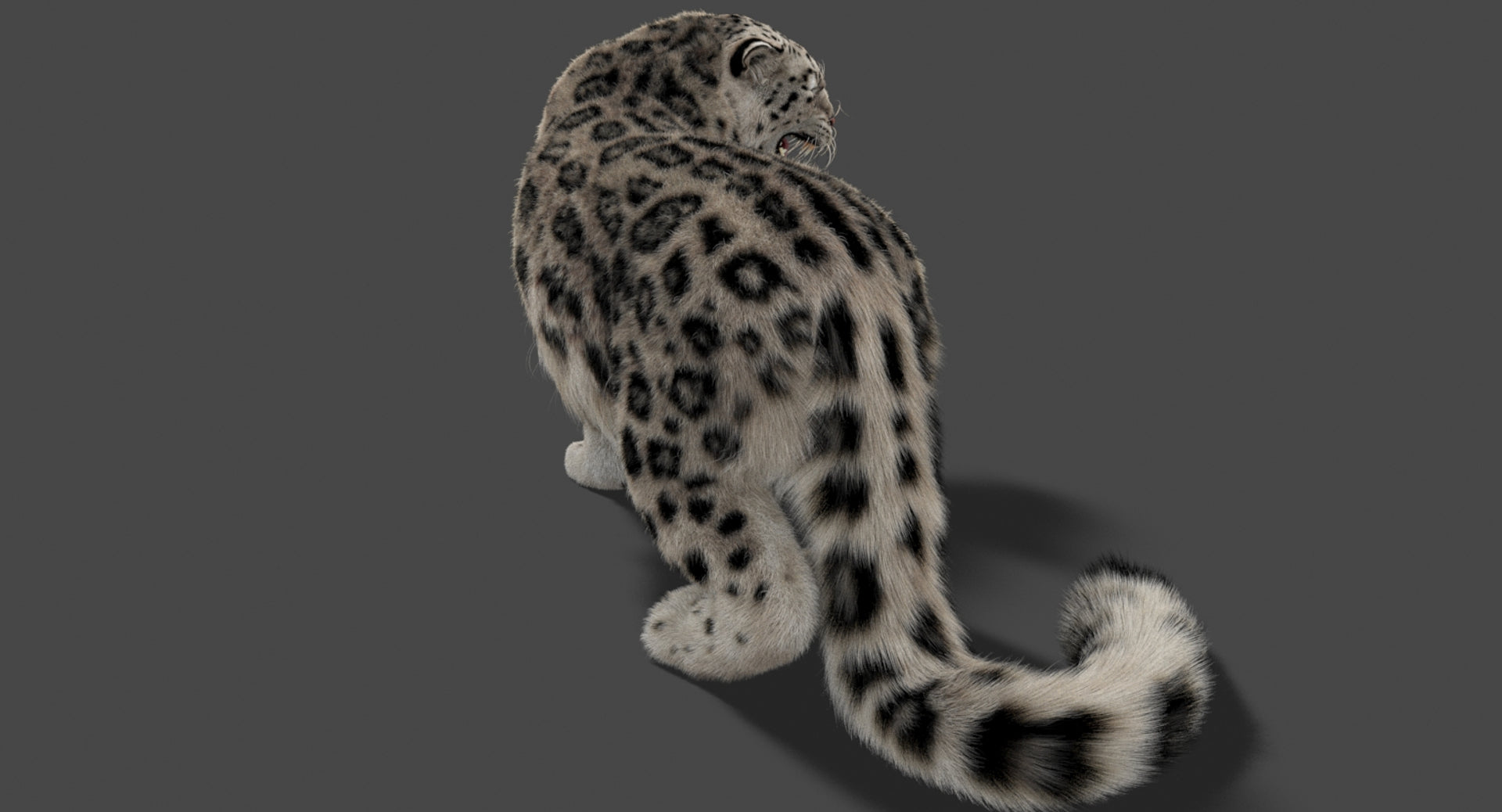 Rigged Snow Leopard 3D Model with Ornatrix Fur for VFX