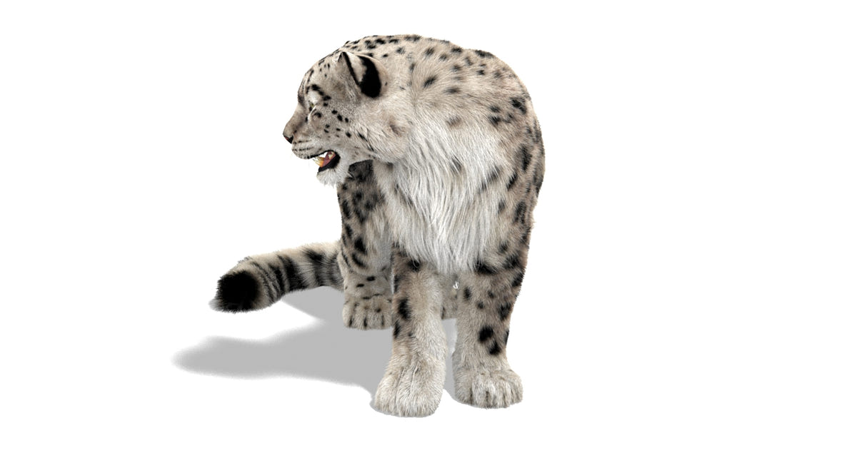 Rigged Snow Leopard 3D Model with Ornatrix Fur - 360 Degree View