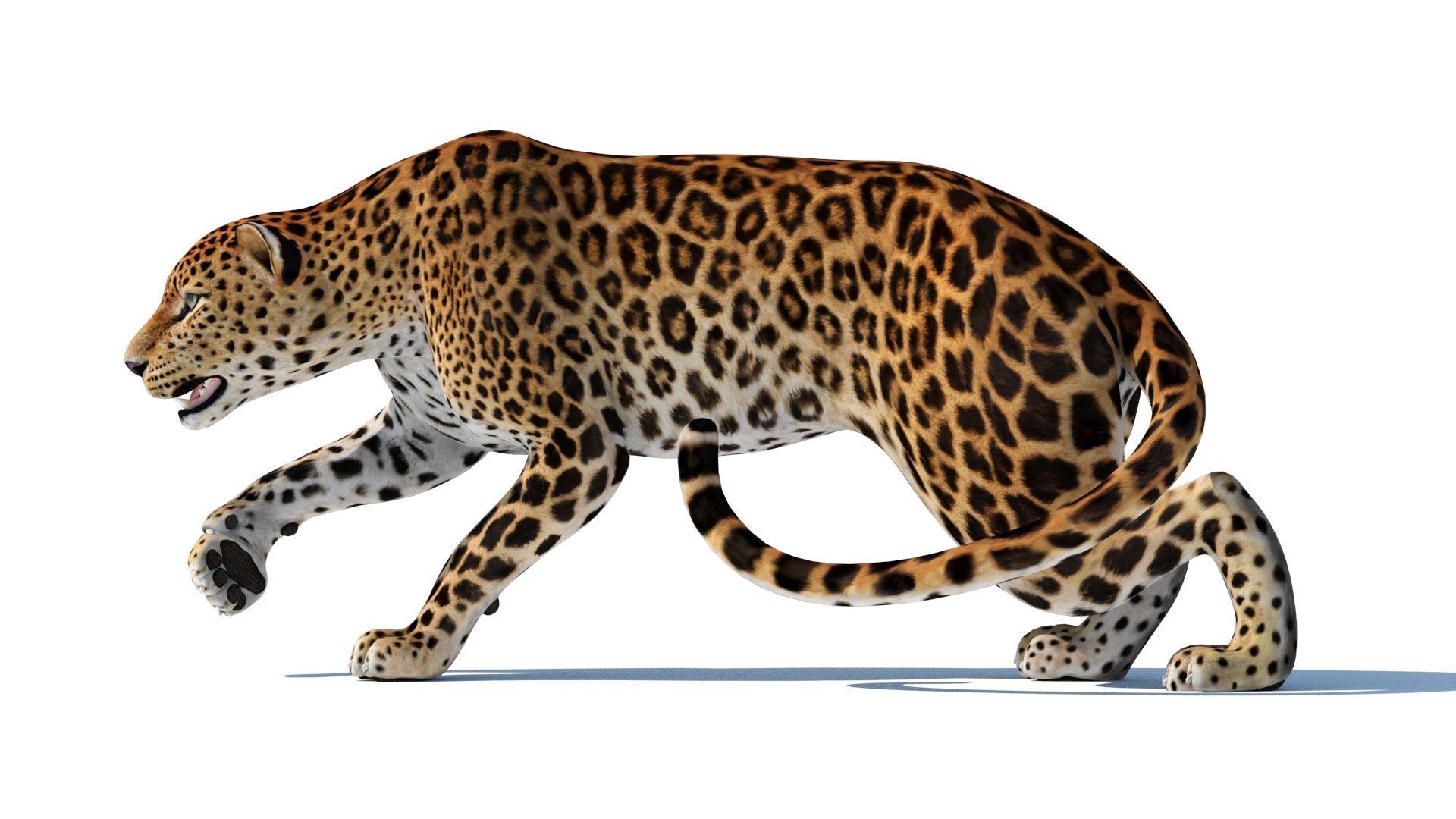 Rigged Sri Lankan Leopard 3D Model | PROmax3D
