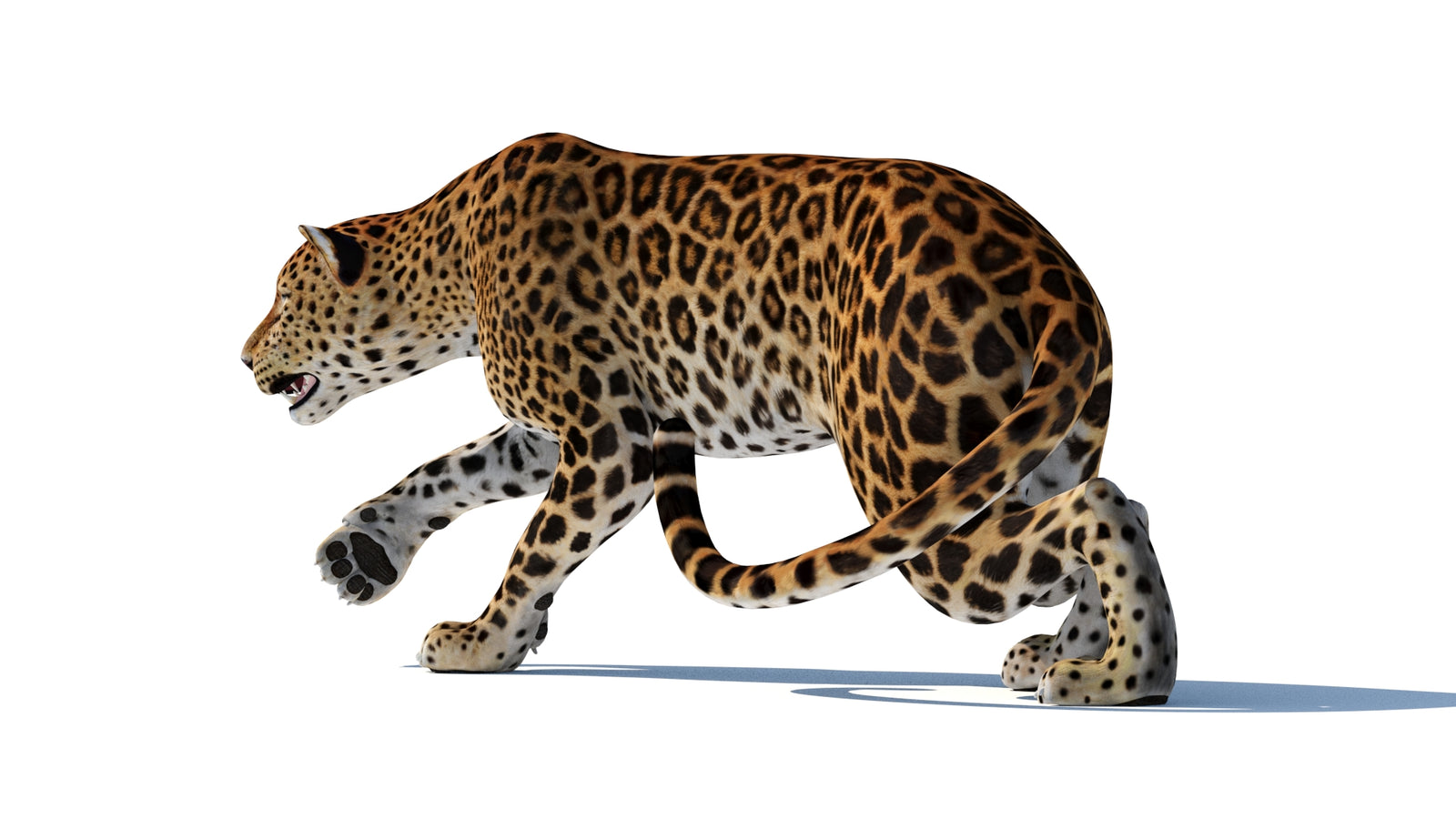 スリランカヒョウの3Dモデル 360° view 2 frame 4