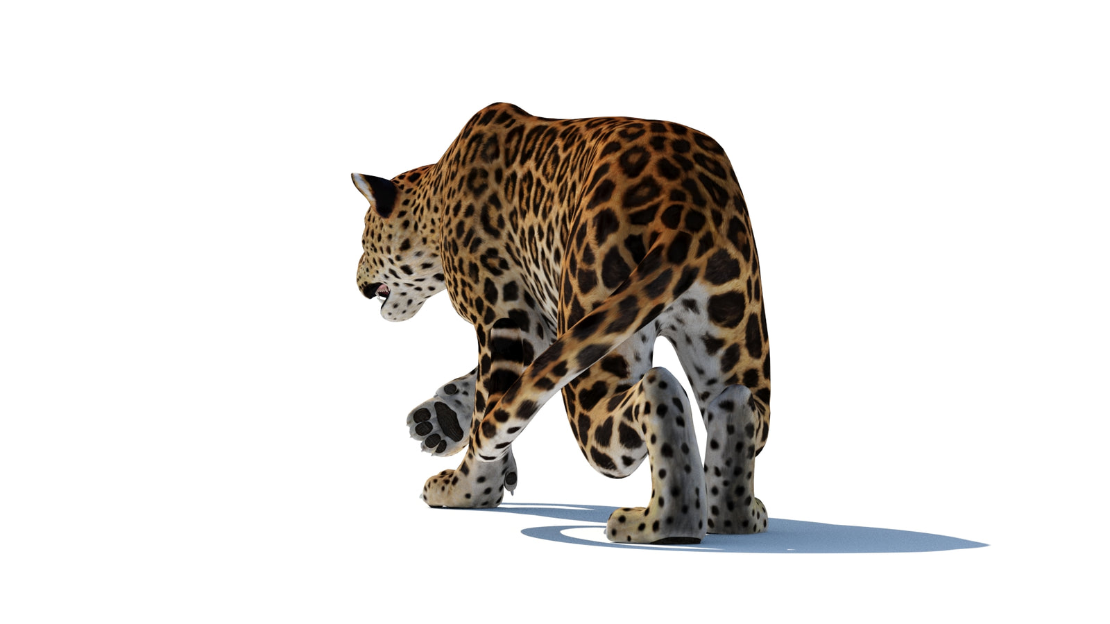 スリランカヒョウの3Dモデル 360° view 2 frame 7