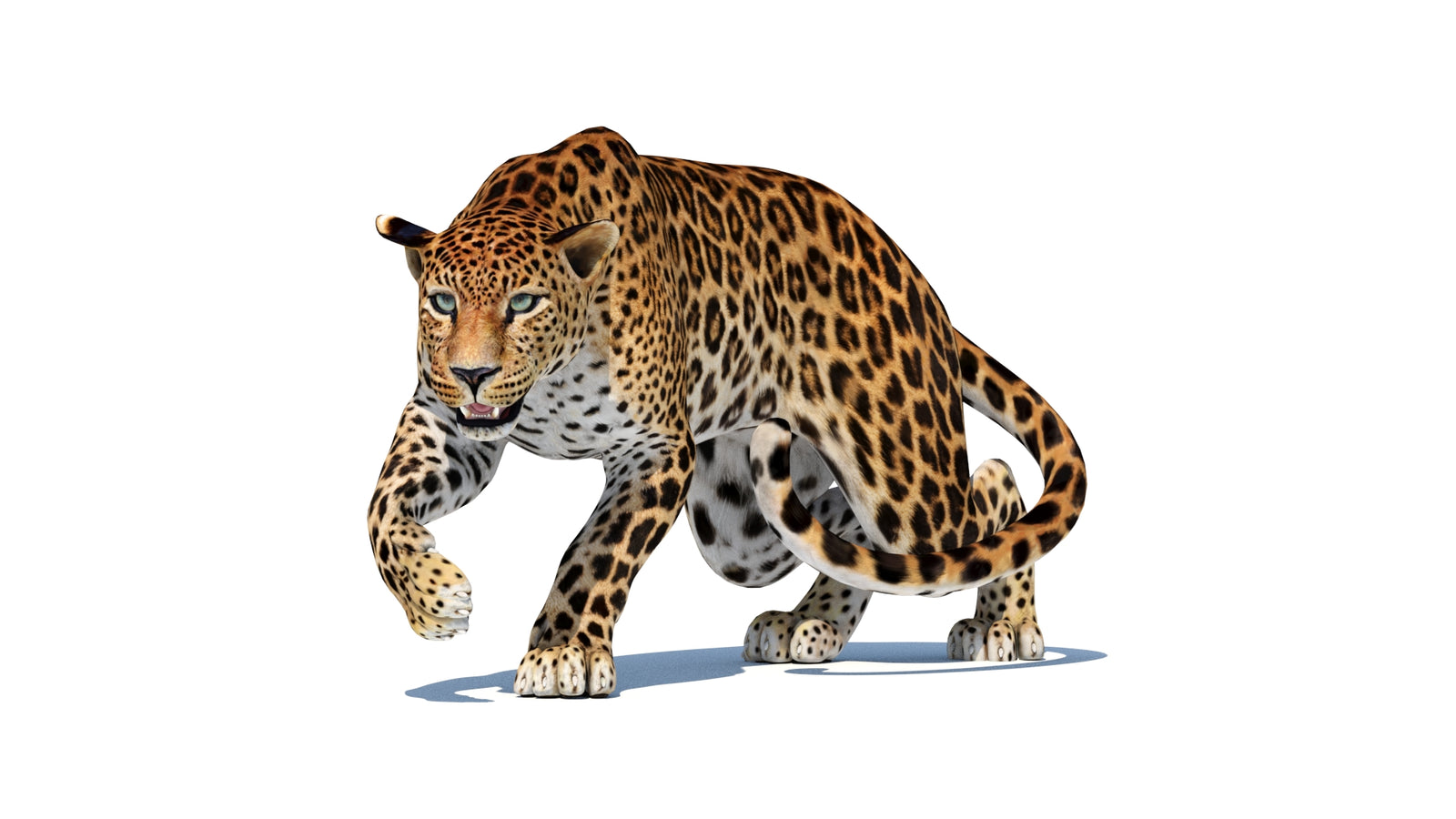 スリランカヒョウの3Dモデル 360° view 2 frame 30