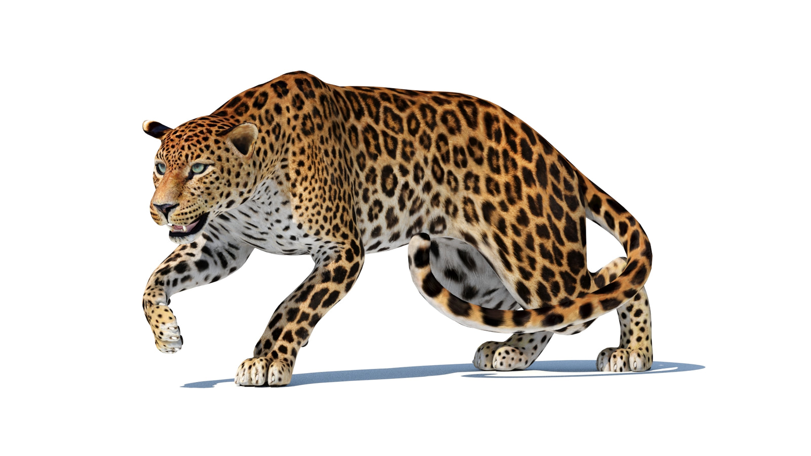 スリランカヒョウの3Dモデル 360° view 2 frame 32