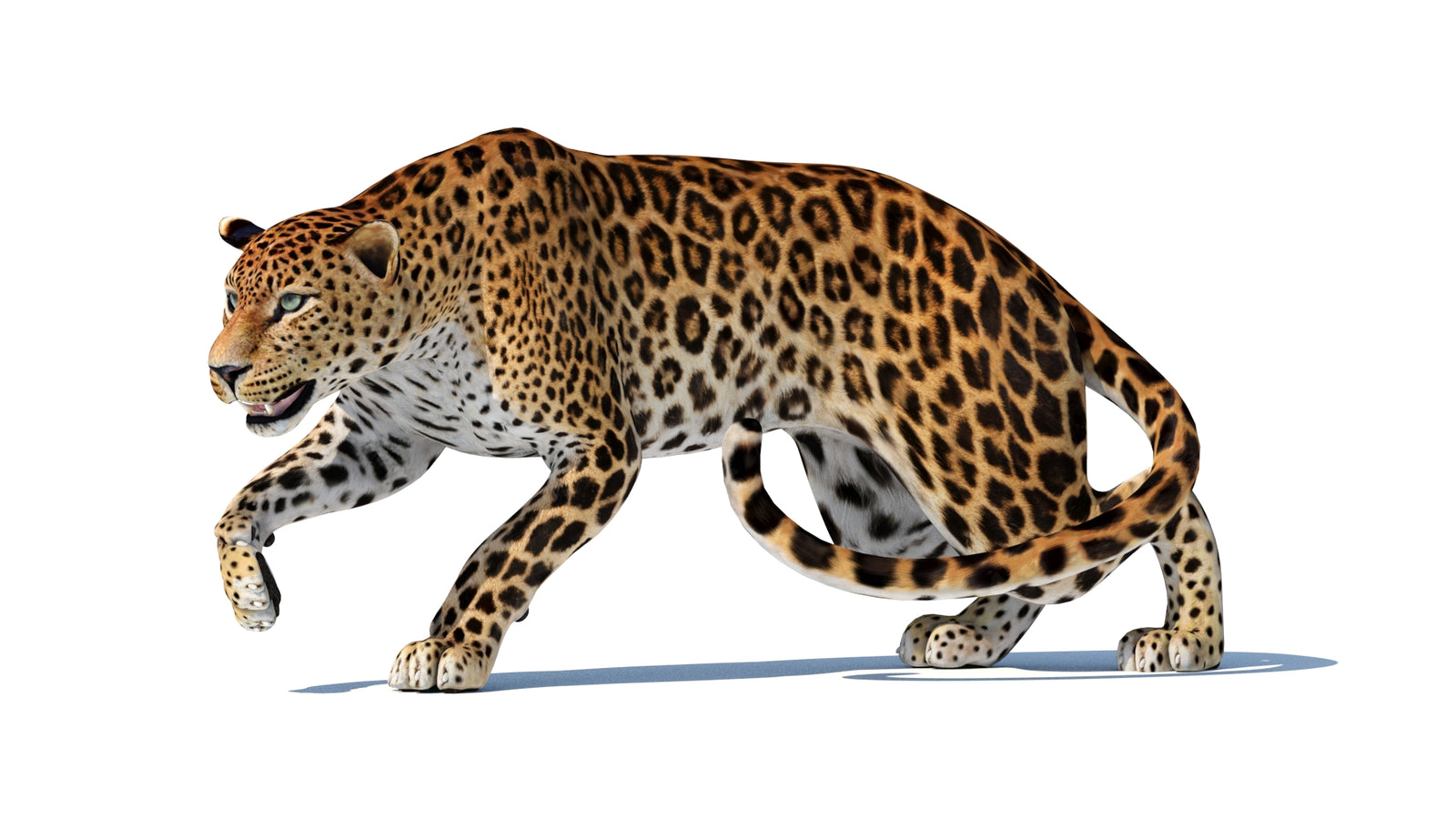 スリランカヒョウの3Dモデル 360° view 2 frame 33