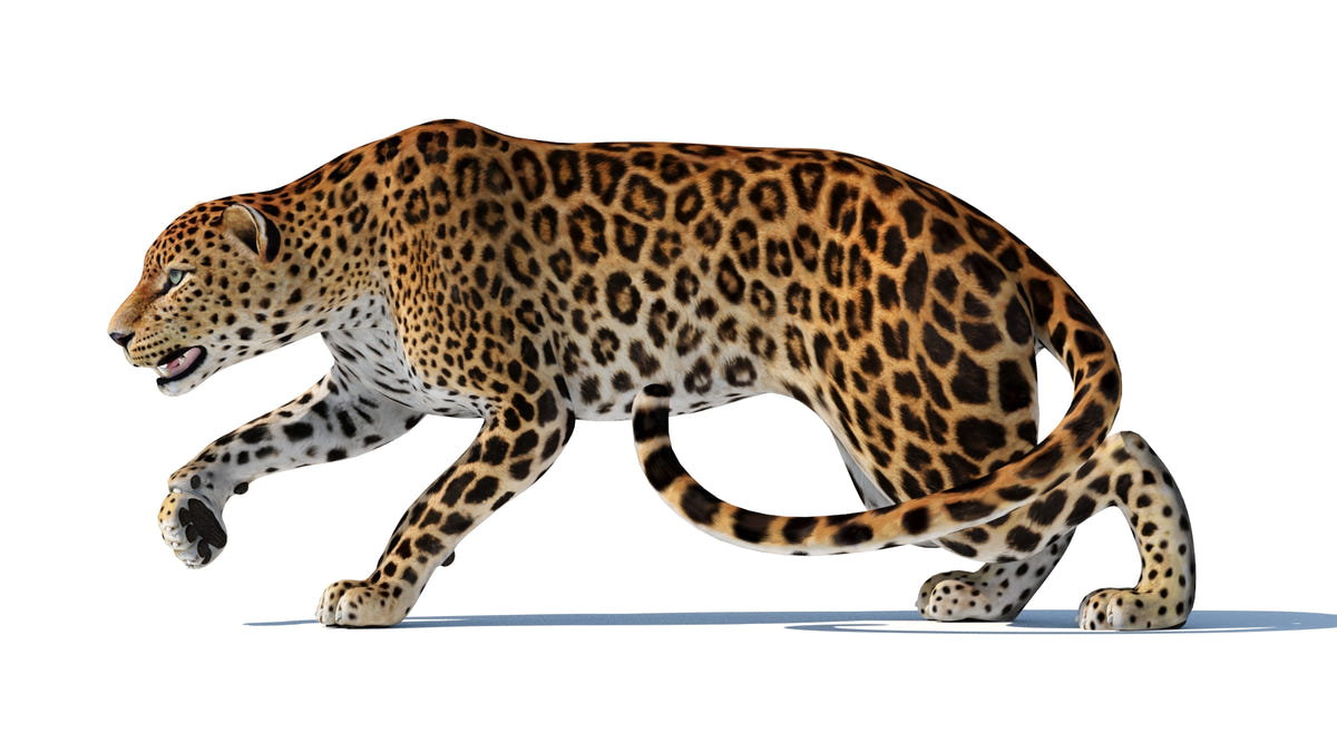 Rigged Sri Lankan Leopard 3D Model Game-Ready - 360 Degree View