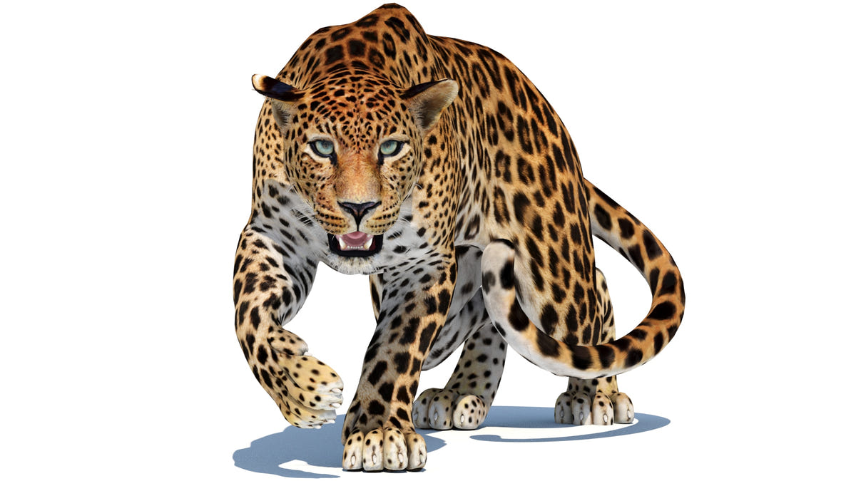 Rigged Sri Lankan Leopard 3D Model for Download