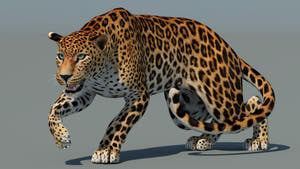 Rigged Sri Lankan Leopard 3D Model Thumbnail