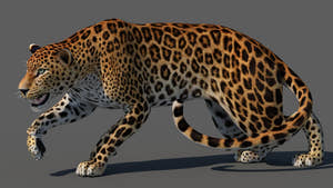 Rigged Sri Lankan Leopard 3D Model Thumbnail