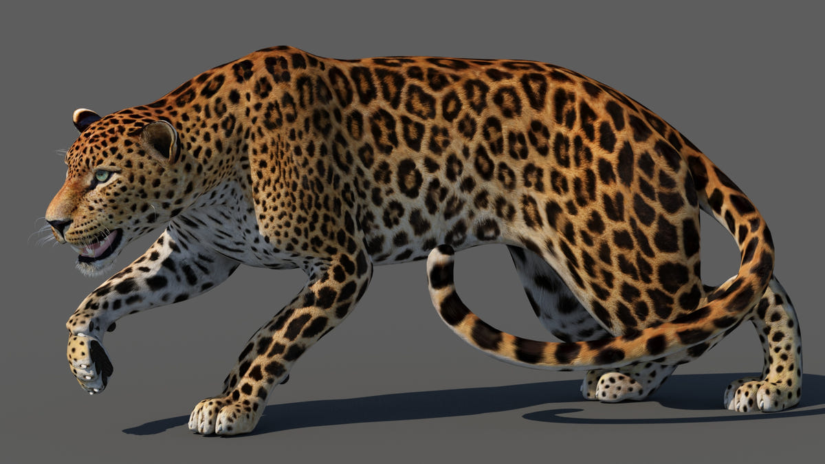 Rigged Sri Lankan Leopard 3D Model