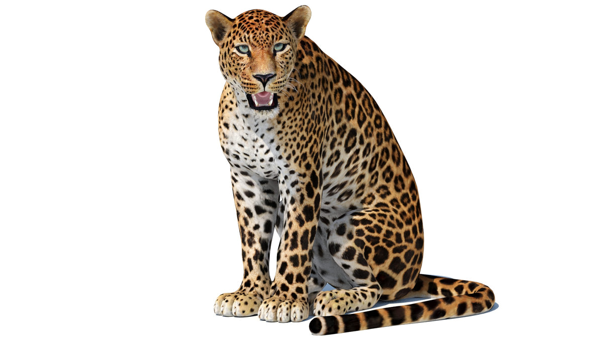 Leopard 3D Model Sitting on a white background