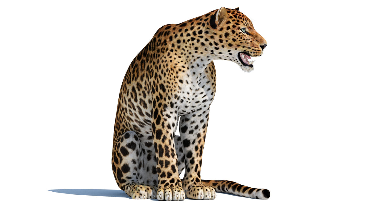 3D model of Leopard sitting on a white background