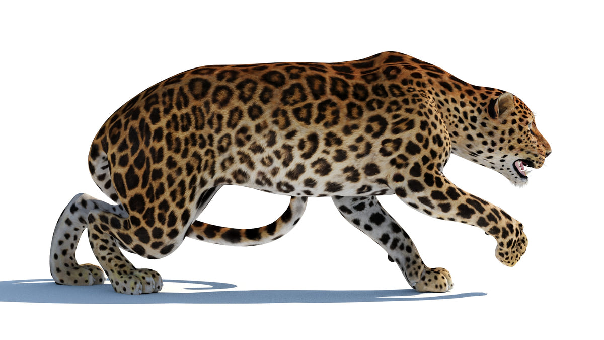 Rigged Sri Lankan Leopard 3D Model