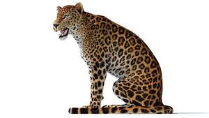 Realistic leopard sitting 3D model - Game Ready Thumbnail