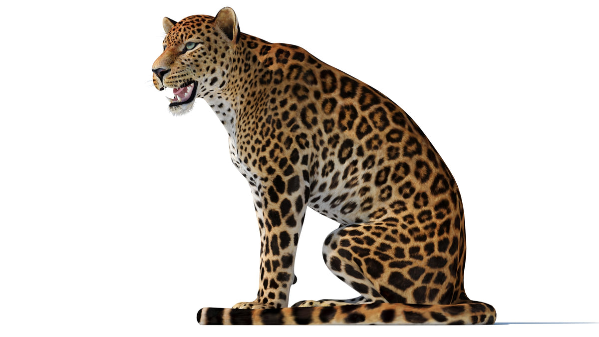 Realistic leopard sitting 3D model - Game Ready