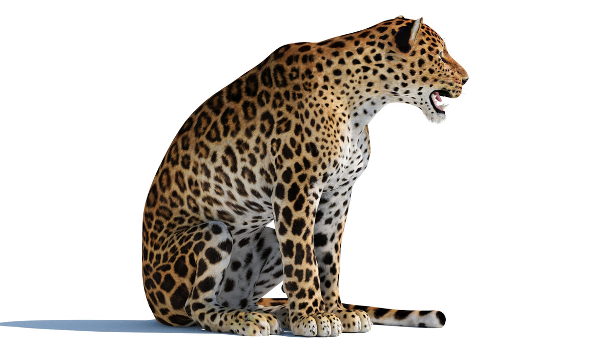 3D Leopard sitting on a white background
