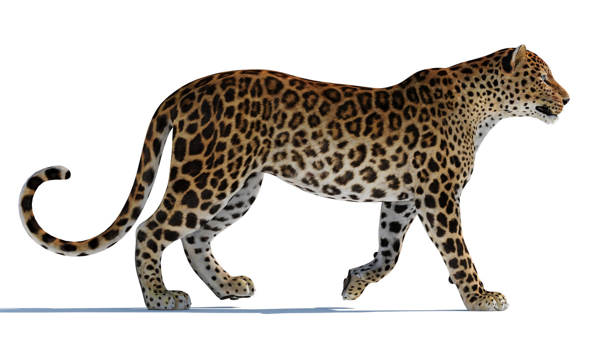 3D Model og Leopard walking on a white background