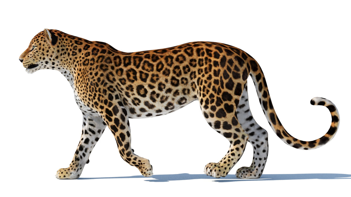 Leopard walking on a white background