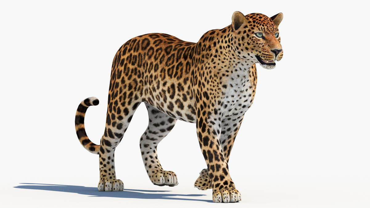 Lifelike Leopard Walking Pose - 3D Model for download