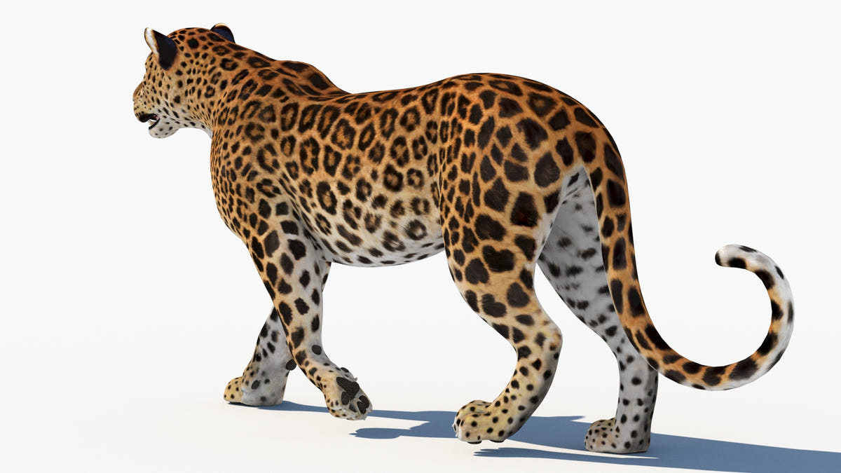 Leopard walking back view on a white background