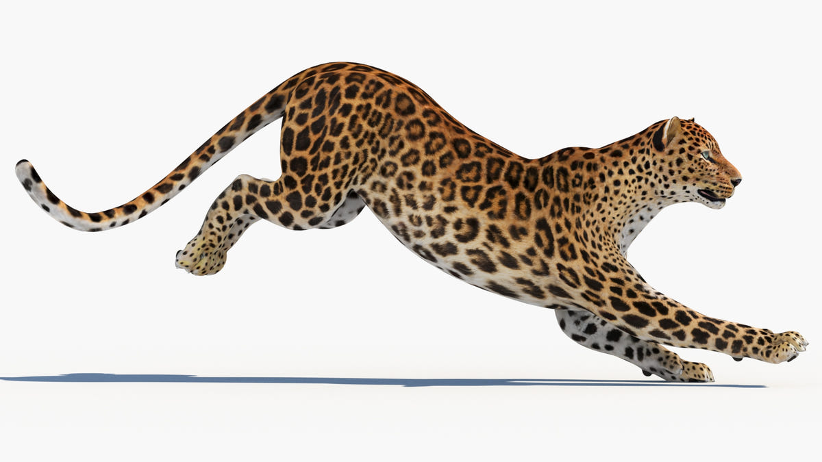 3d mdoel of Leopard in mid-jump on a white background