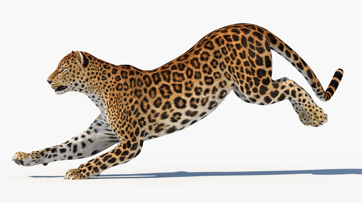 Leopard in mid-jump on a white background