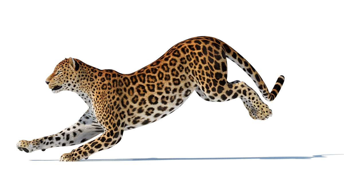 Rigged Sri Lankan Leopard 3D Model Game-Ready - 360 Degree View