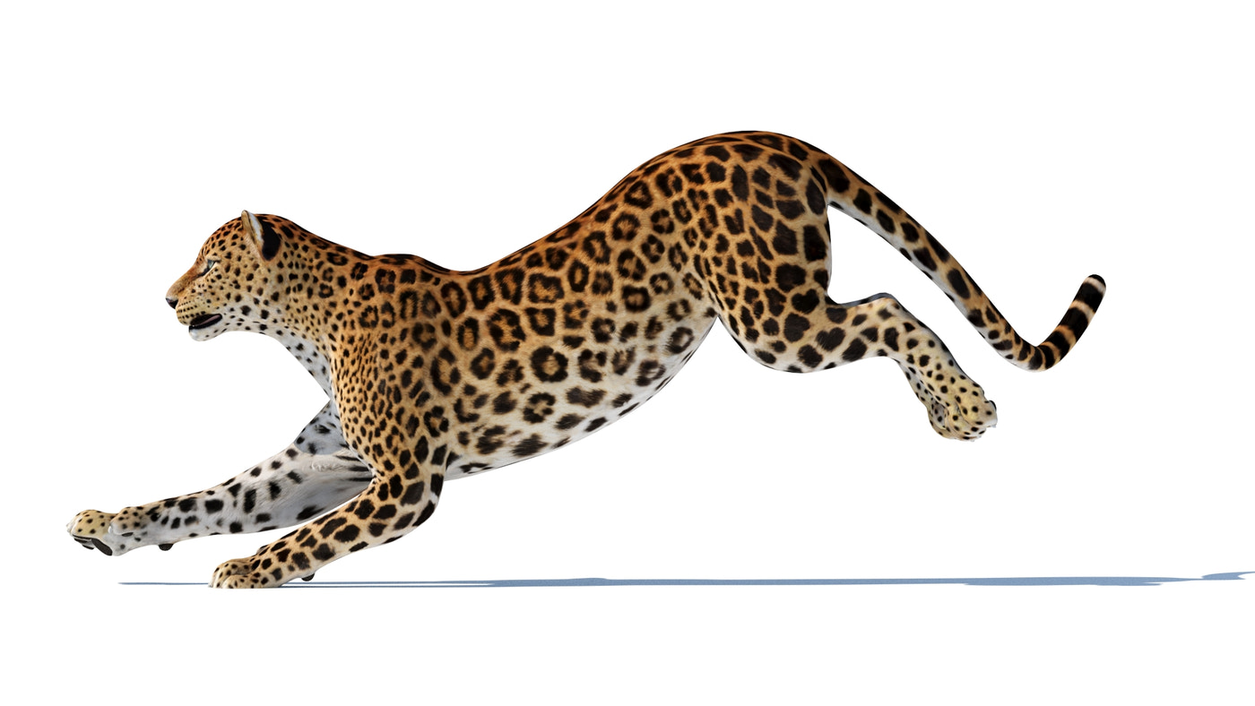 Rigged Sri Lankan Leopard 3D Model - 360 Degree View