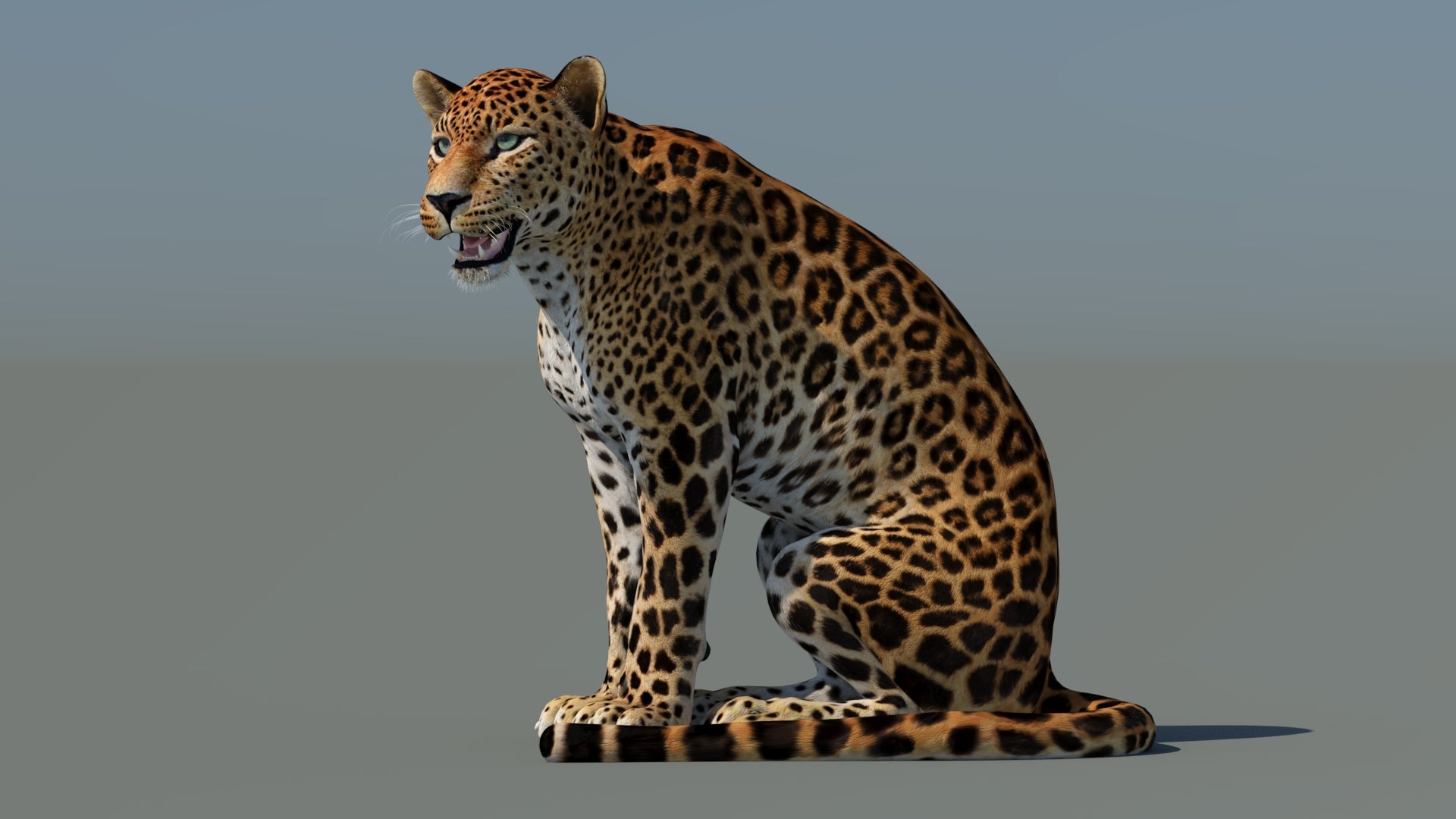Rigged Sri Lankan Leopard 3D Model - 360 Degree View