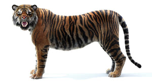 Sumatran Tiger Rigged 3D Model with Fur Thumbnail