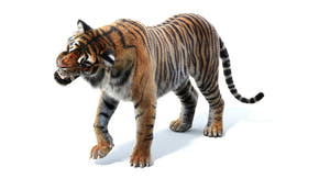 Lifelike Rigged Sumatran Tiger 3D Model with Fur Thumbnail