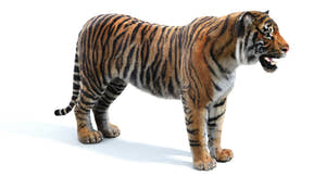 Realistic Tiger 3D Model for Download 3ds max Scene Thumbnail