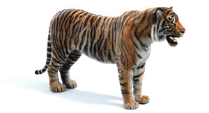 Realistic Tiger 3D Model for Download 3ds max Scene Thumbnail