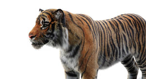 Lifelike Tiger 3D Model Head Close Up Rendering Thumbnail