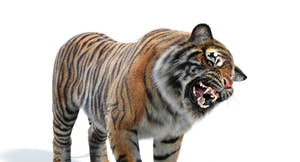 Lifelike Tiger 3D Model Head Close Up Rendering Roaring Thumbnail