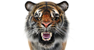 Lifelike Tiger 3D Model Head Close Up Rendering from Direct Front Roaring and angry Thumbnail