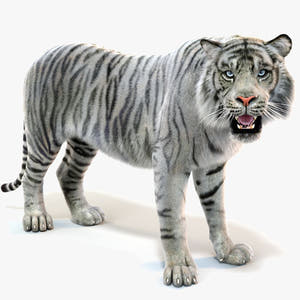 Rigged White Sumatran Tiger 3D Model with Fur Thumbnail