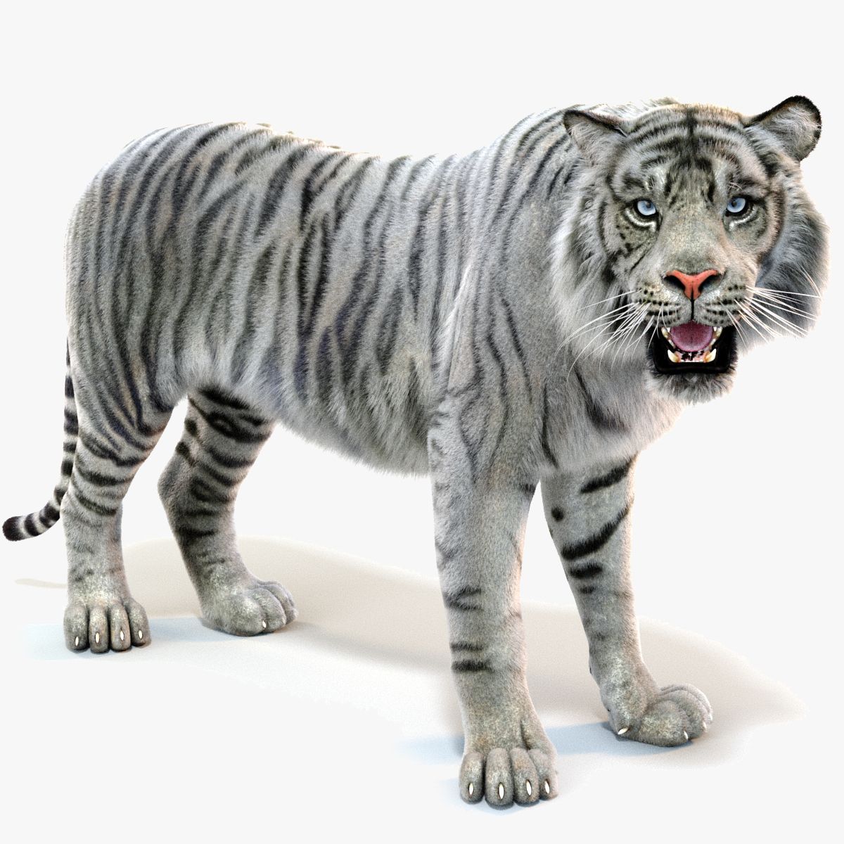 Rigged White Sumatran Tiger 3D Model with Fur