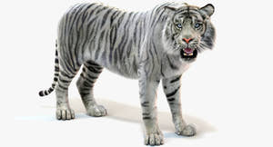 Rigged White Tiger 3D Model with Fur Thumbnail