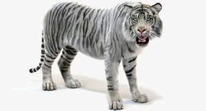 Rigged White Tiger 3D Model with Fur Thumbnail